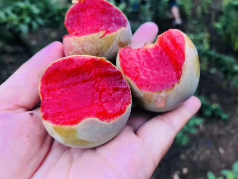汉源县味帝李量大质量保证产地直发供