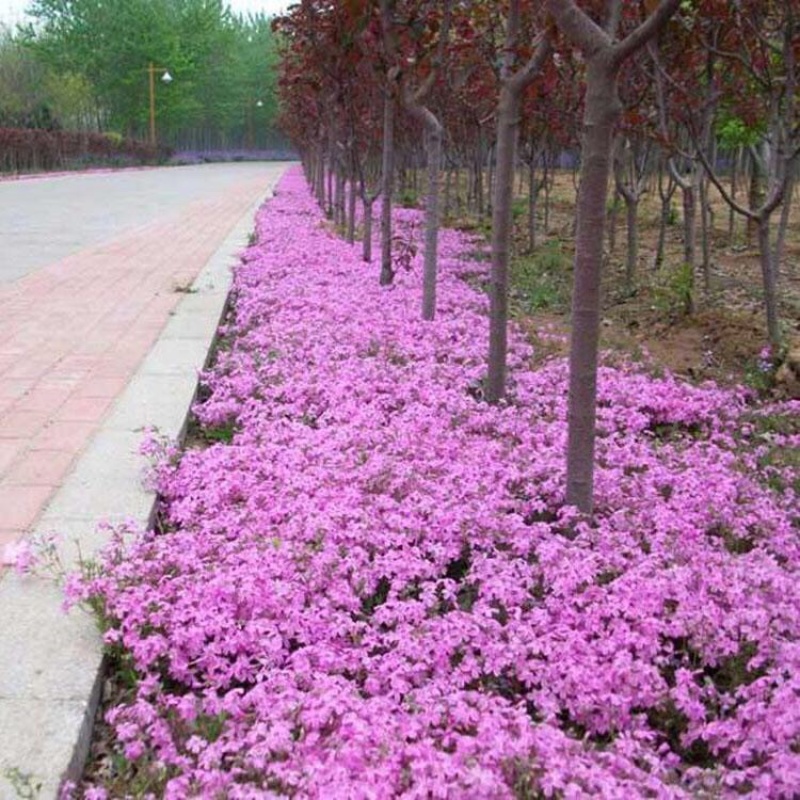 丛生福禄考，芝樱，一手货源，产地直发，大量供应