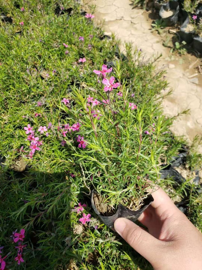 丛生福禄考，芝樱，一手货源，产地直发，大量供应