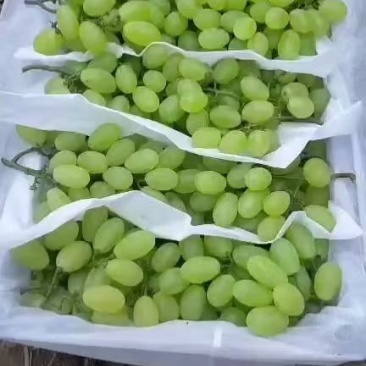 维多利亚