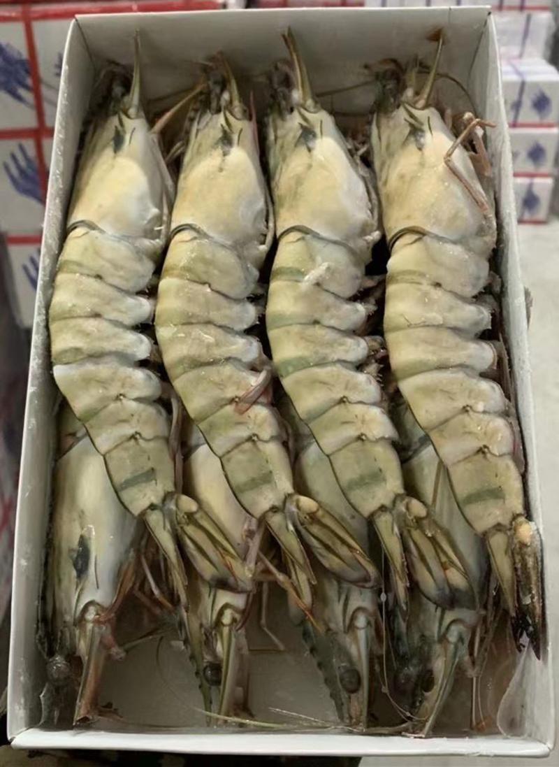 每盒净重1斤8条大虎虾新鲜海捕急冻特大鬼虾草虾鲜甜美味