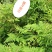 张家界莓茶野龙须芽尖藤茶一提茶半斤产地发货支持一件发