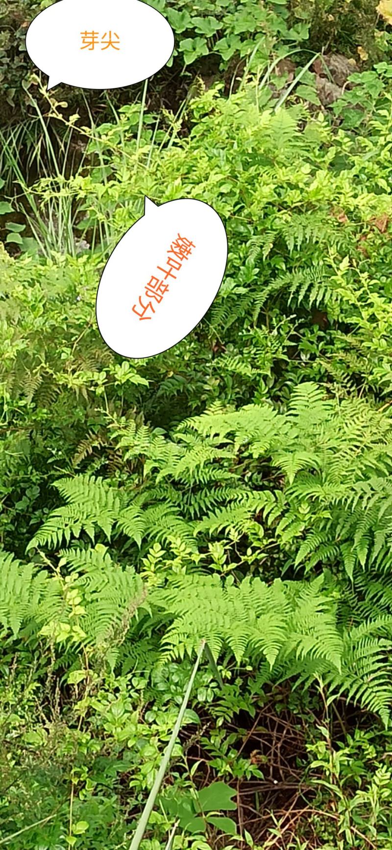 张家界莓茶野龙须芽尖藤茶一提茶半斤产地发货支持一件发