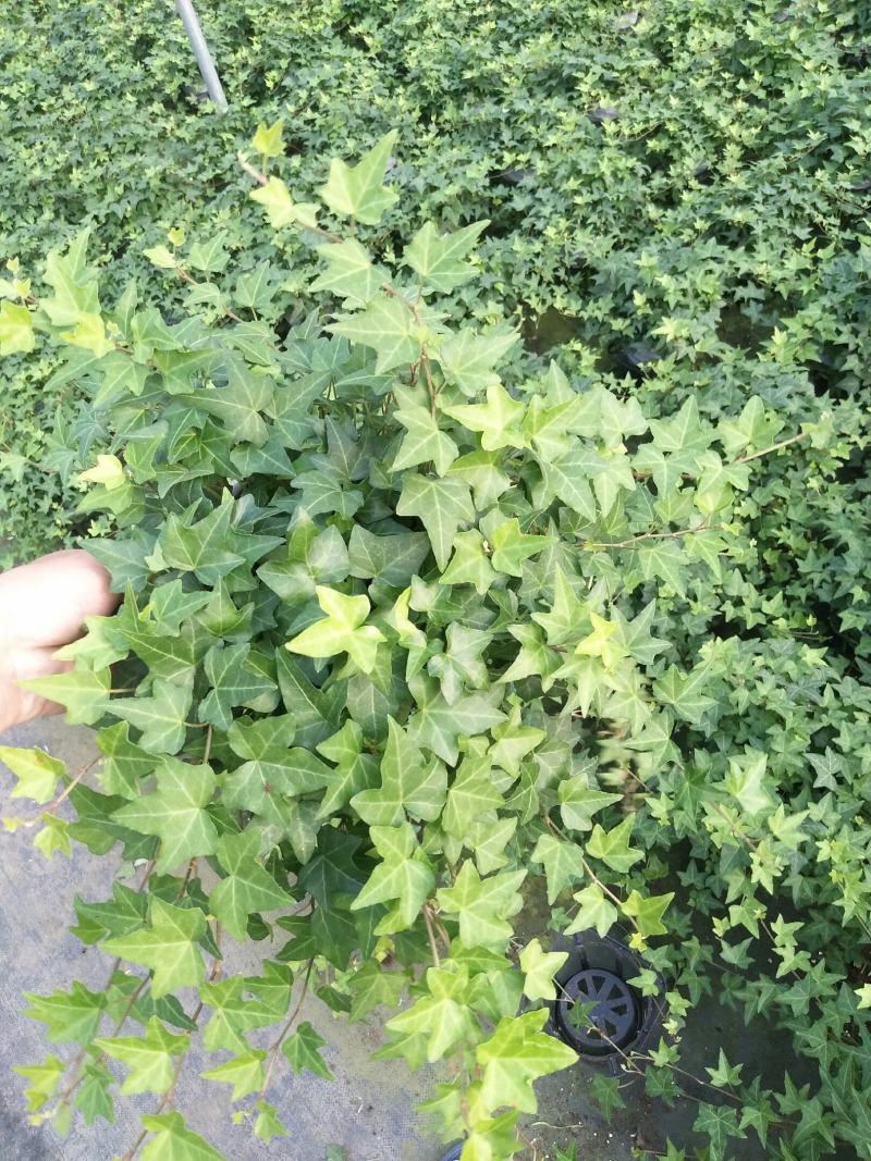 165杯常春藤青叶可欣园艺基地直发