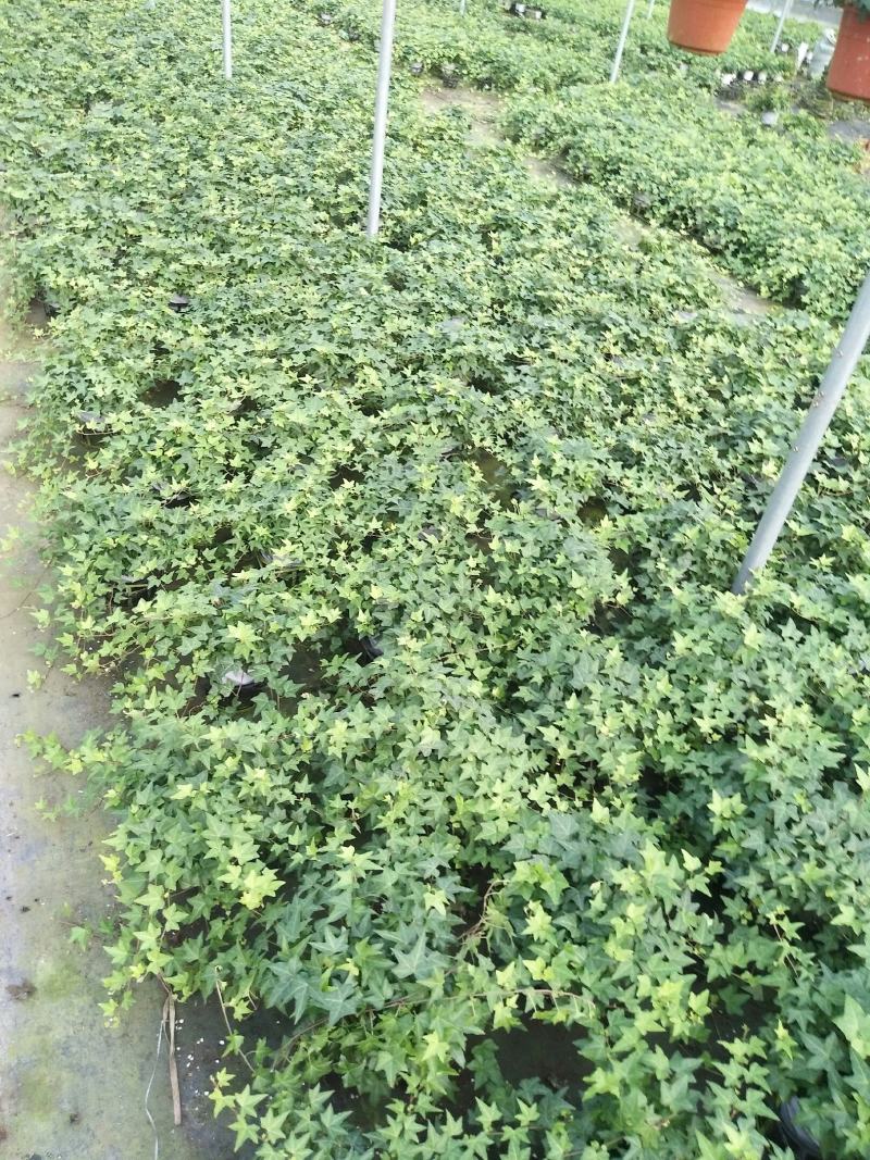 165杯常春藤青叶可欣园艺基地直发