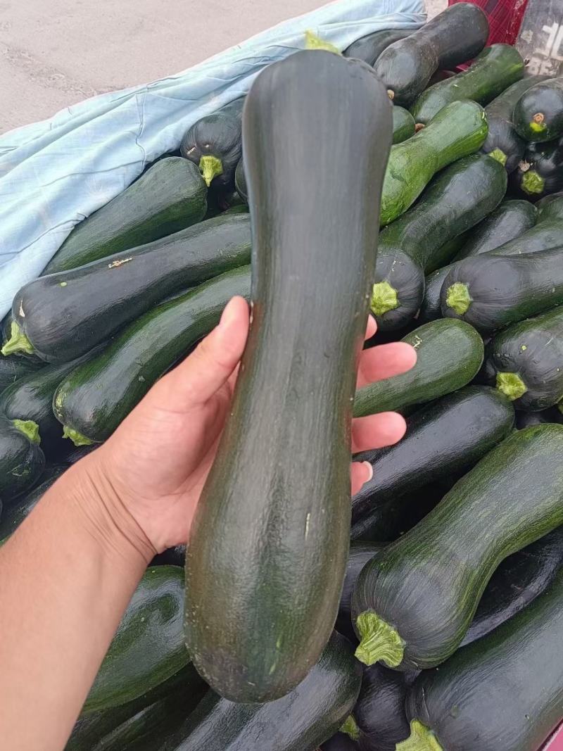 河南菜南瓜条形好颜色亮产地直发货源充足欢迎来电订购