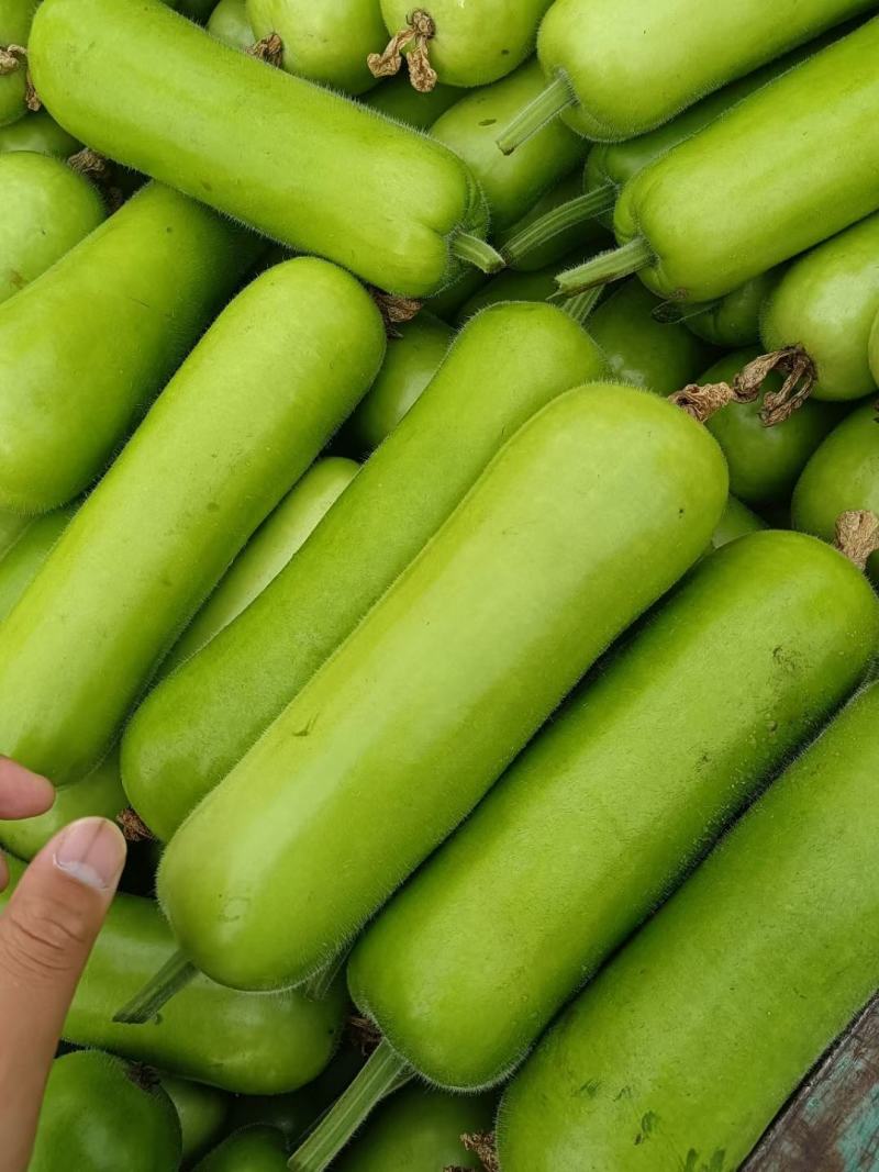 瓠瓜精品西葫芦葫子产地直发博爱瓠子诚信经营