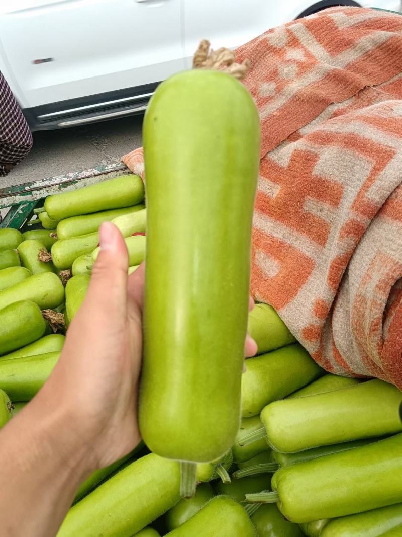 瓠瓜精品西葫芦葫子产地直发博爱瓠子诚信经营