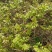 张家界莓茶野龙须芽尖藤茶一提茶半斤产地发货支持一件发