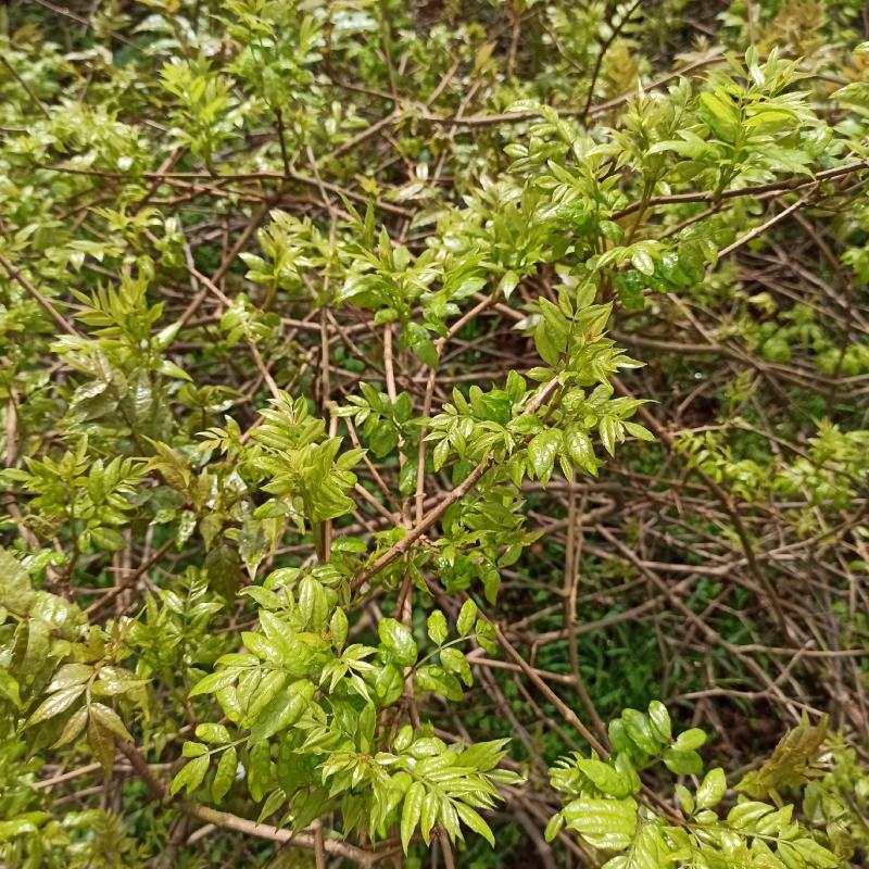 张家界莓茶野龙须芽尖藤茶一提茶半斤产地发货支持一件发