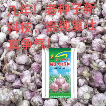 大蒜种（晨宝蒜乡红十晨宝金蒜球早熟太空杂交）