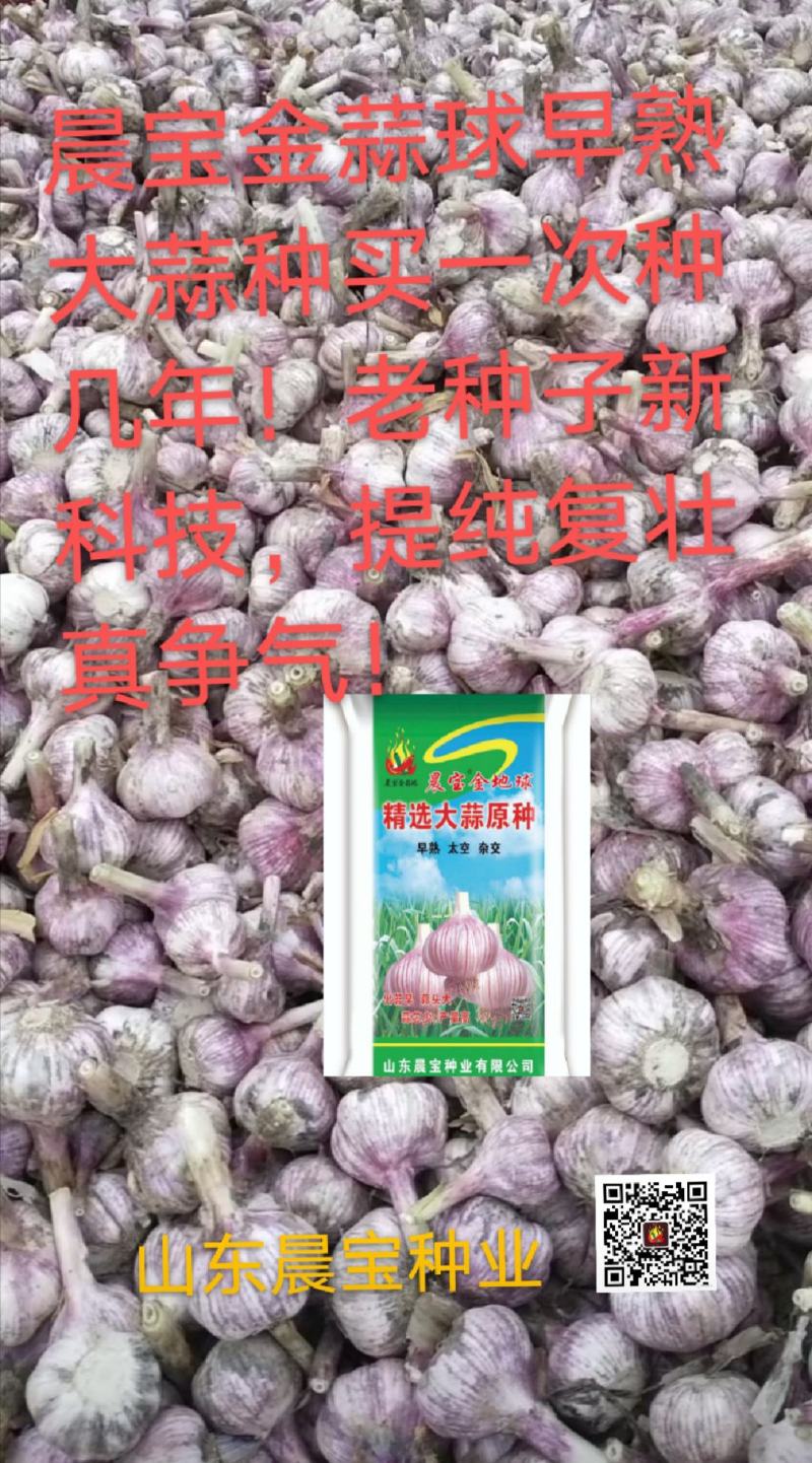 大蒜种（晨宝蒜乡红十晨宝金蒜球早熟太空杂交）