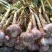 大蒜种（晨宝蒜乡红十晨宝金蒜球早熟太空杂交）