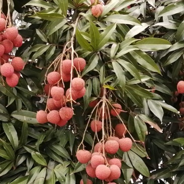 荔枝