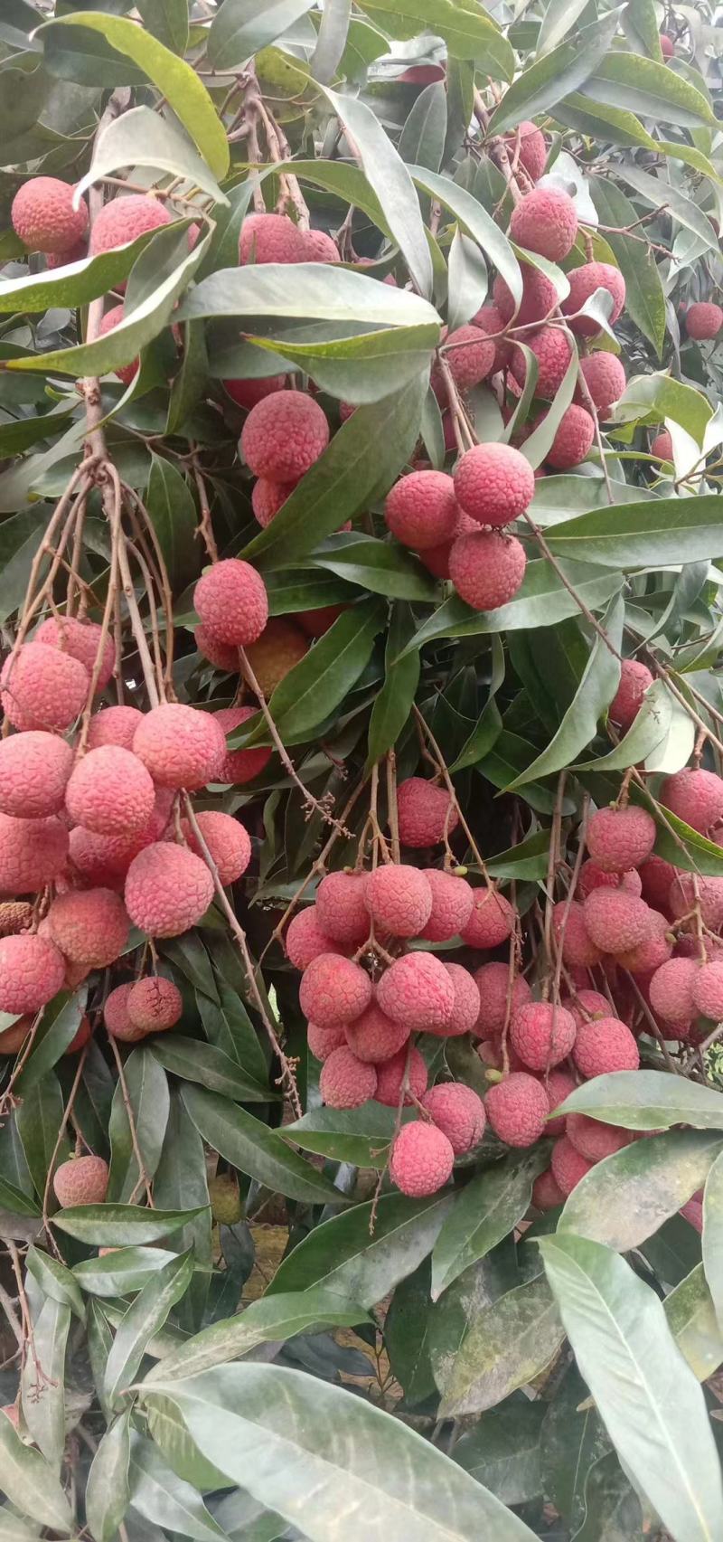 荔枝