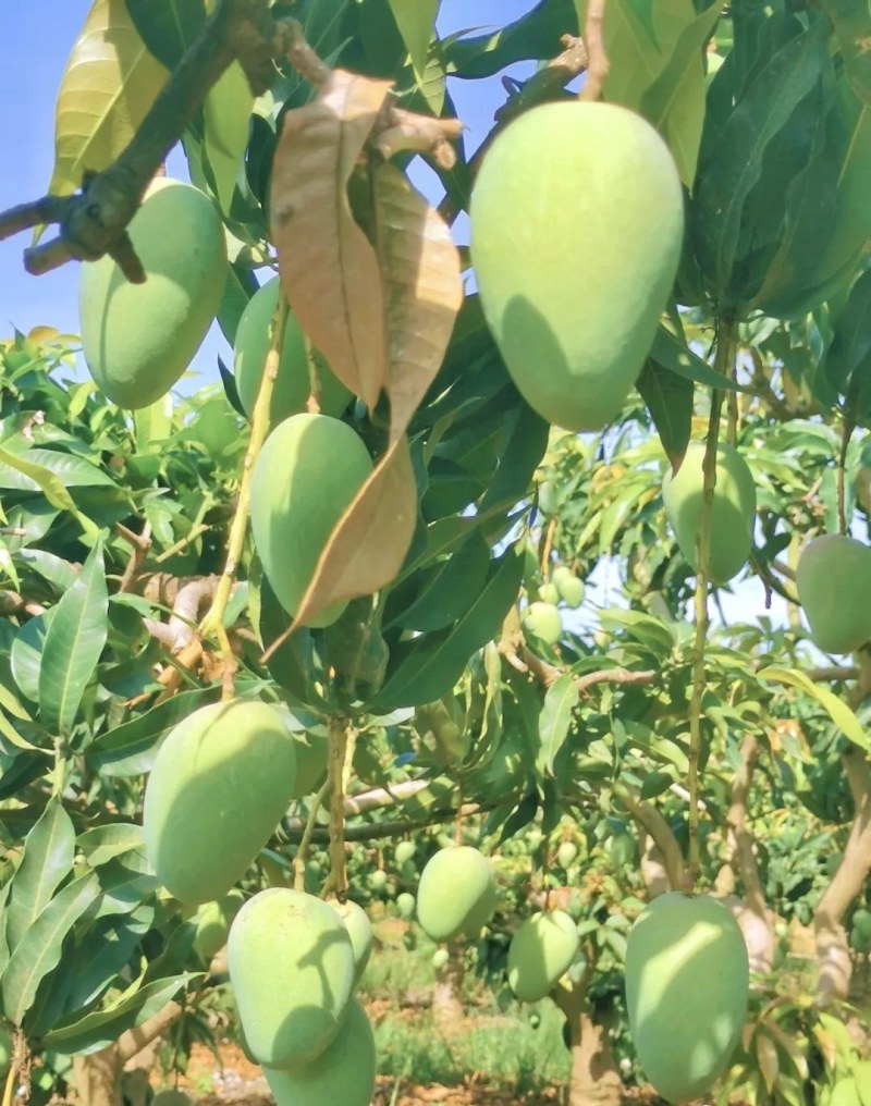 广西台农芒果，电商代发、落地配、社区团购。