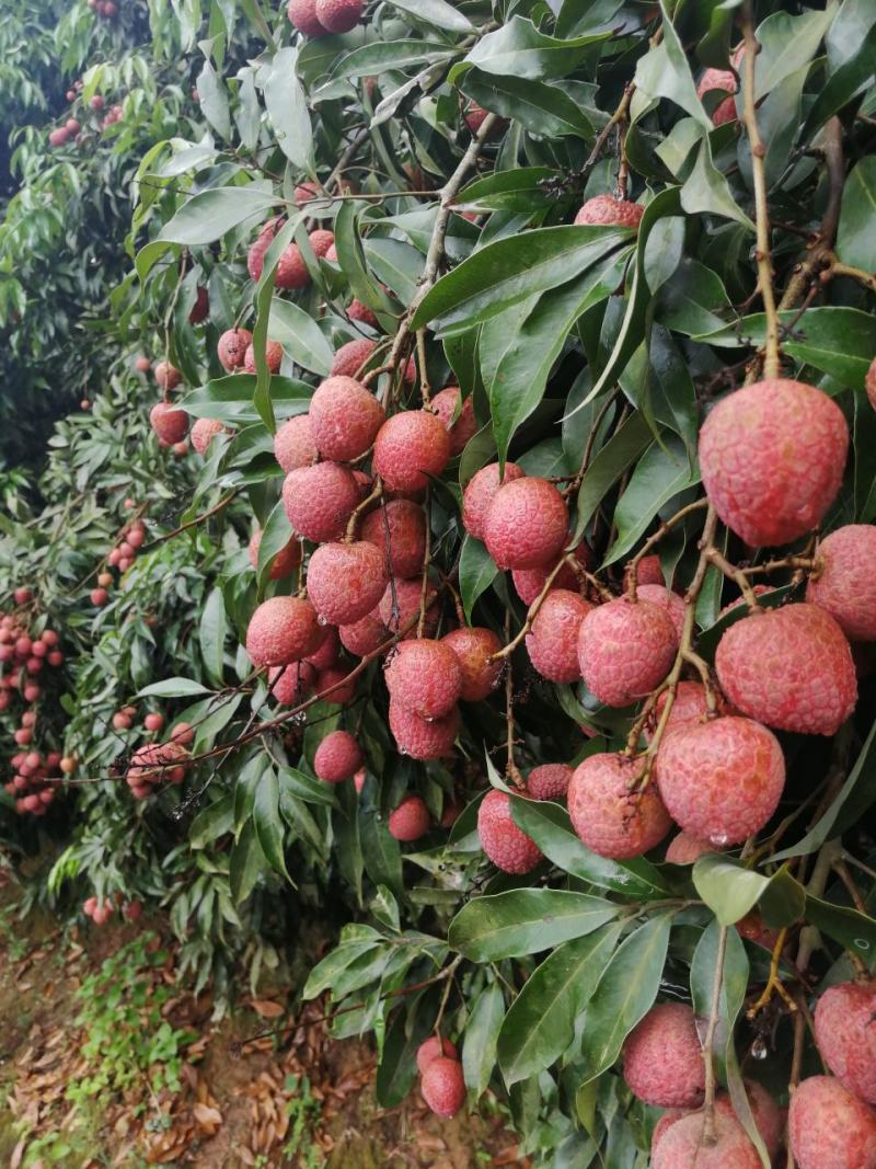各各品种荔枝大量上市了