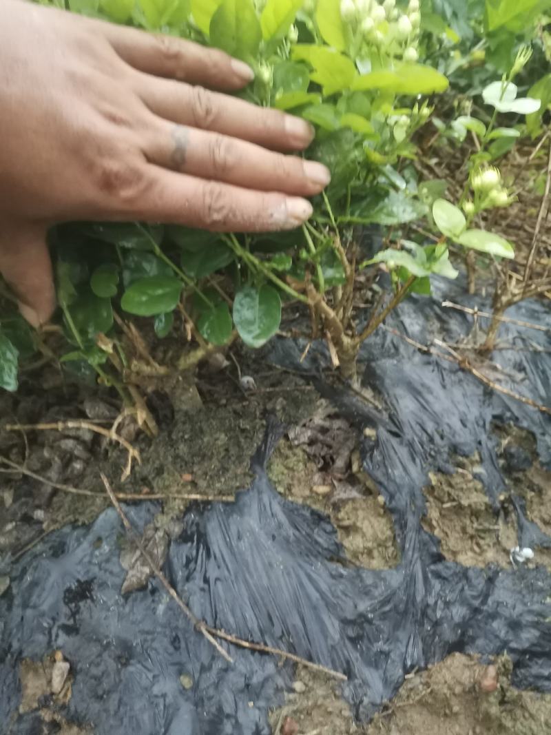 茉莉花产地广西南宁横县茉莉之乡大量批发带花苞裸根2到4年