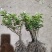 茉莉花产地广西南宁横县茉莉之乡大量批发带花苞裸根2到4年