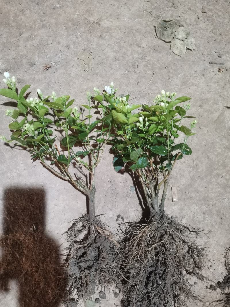 茉莉花产地广西南宁横县茉莉之乡大量批发带花苞裸根2到4年