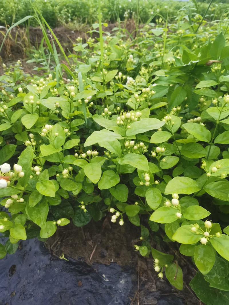茉莉花产地广西南宁横县茉莉之乡大量批发带花苞裸根2到4年