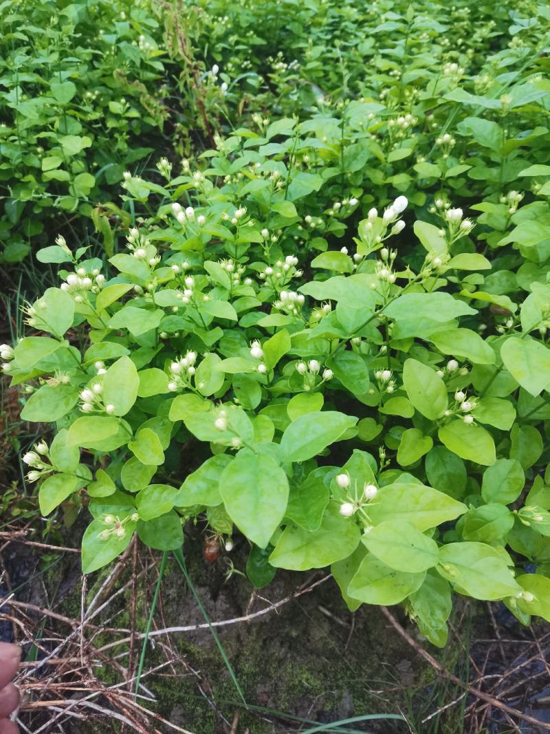 茉莉花产地广西南宁横县茉莉之乡大量批发带花苞裸根2到4年