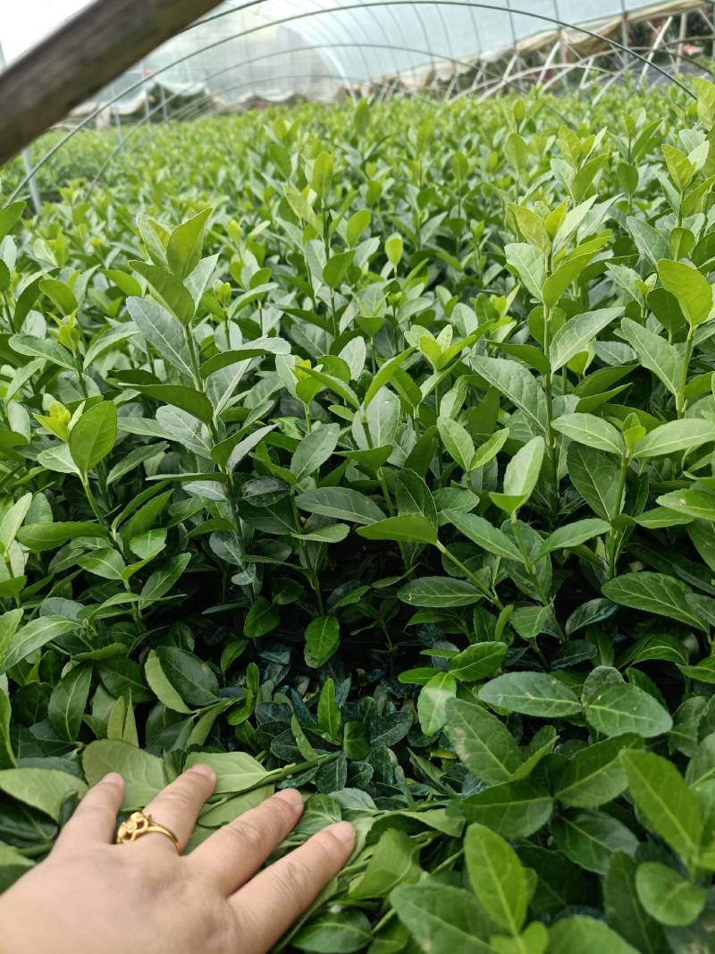 卫矛苗扦插床苗，分栽苗大量有货，量大有优惠喔！