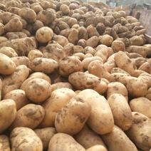 新土豆226大量上市产地直供诚信经营货发全国可视频