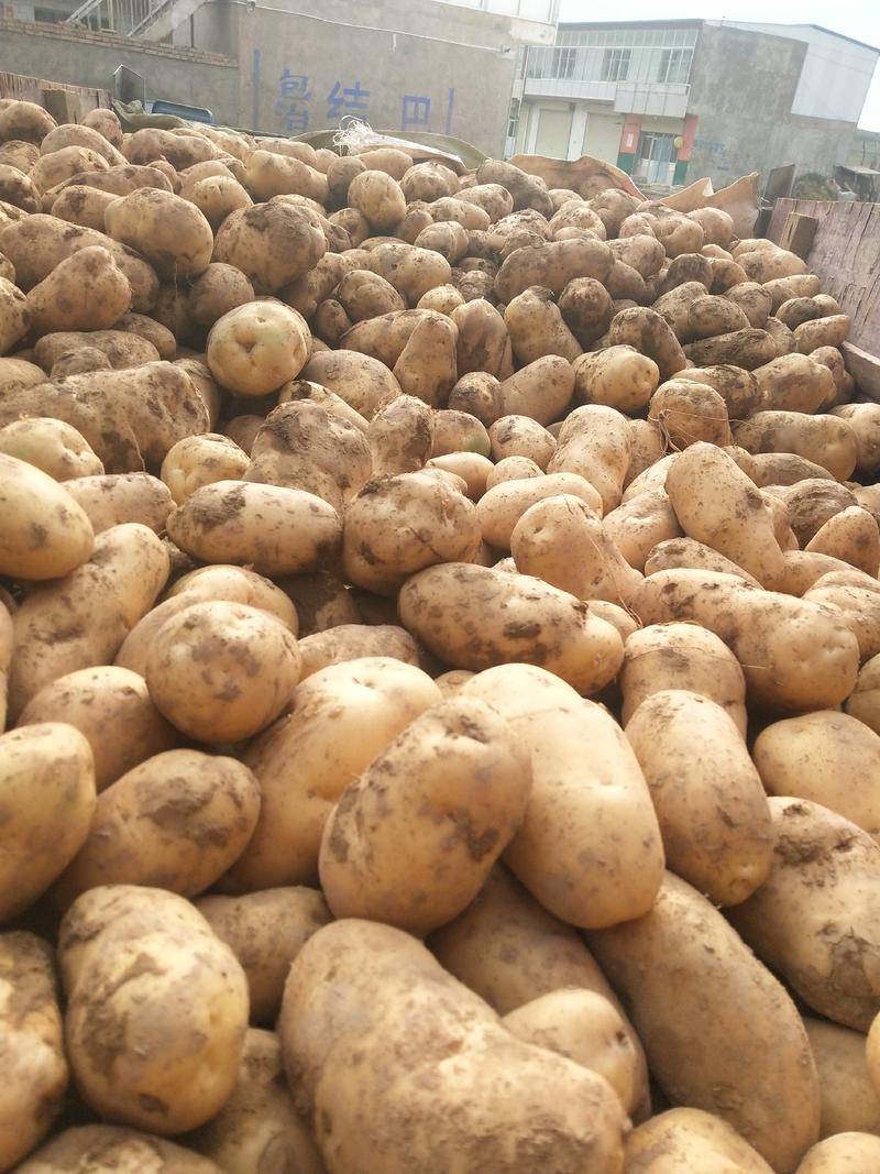 新土豆226大量上市产地直供诚信经营货发全国可视频看货