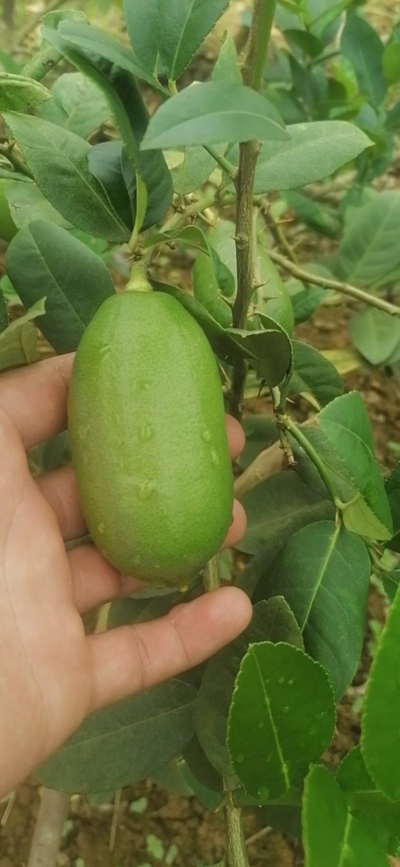 香水柠檬