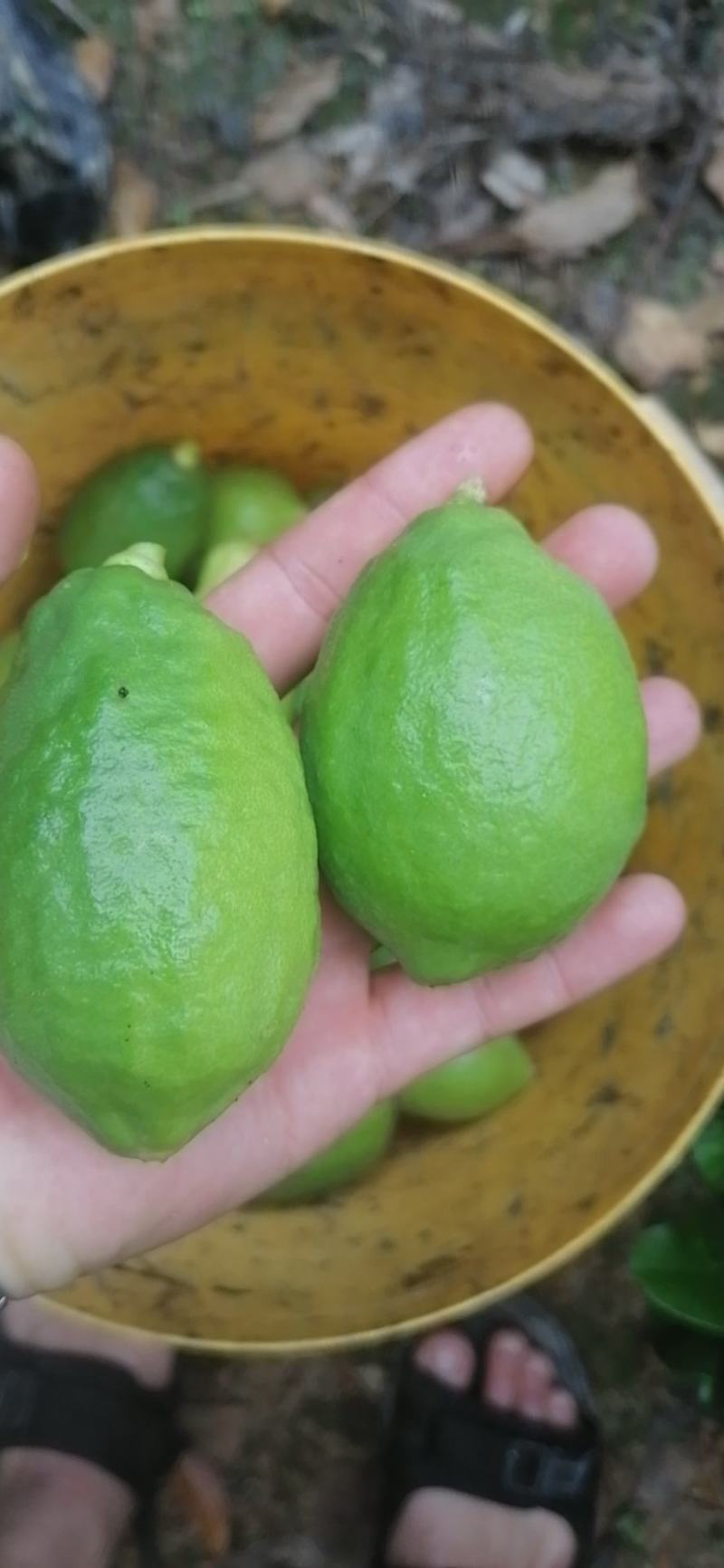 香水柠檬