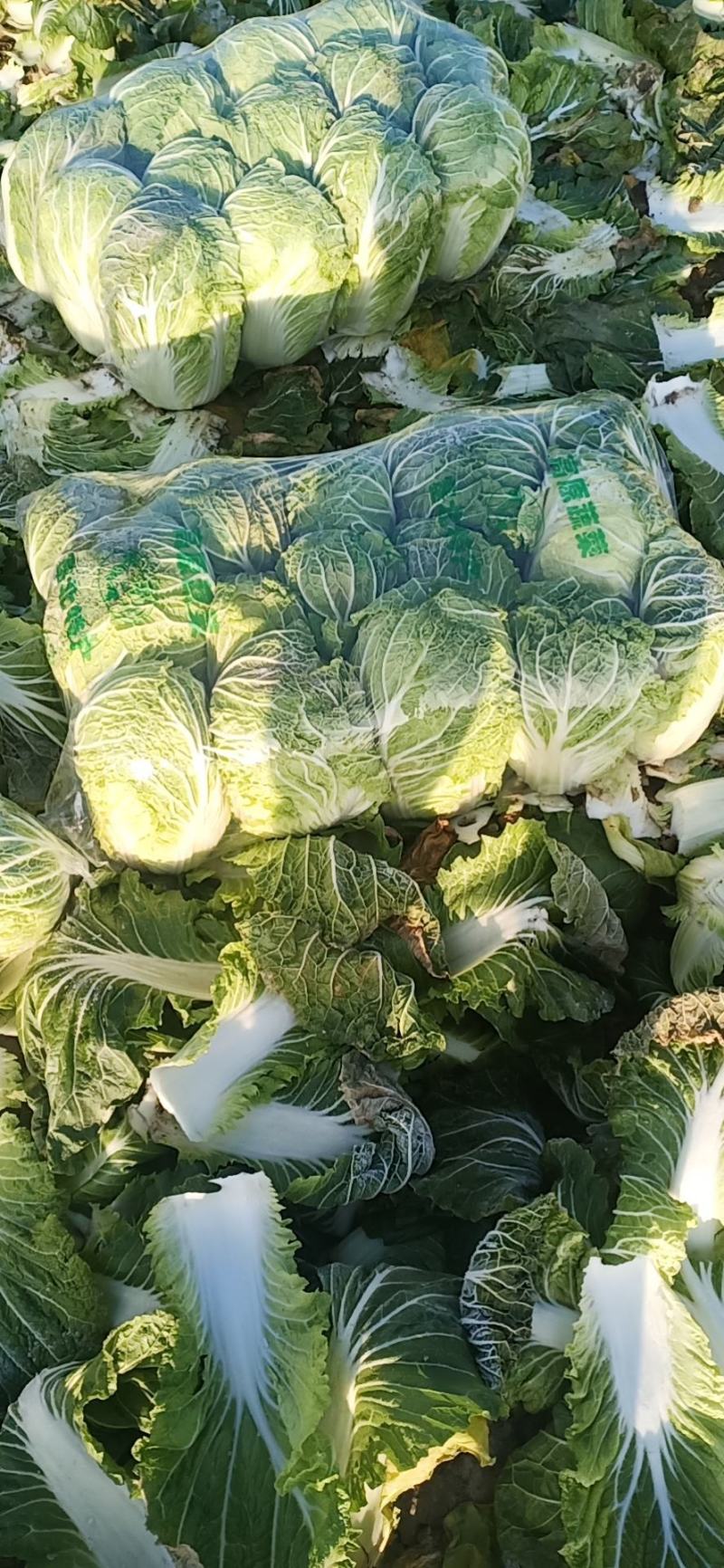 精品黄心大白菜，4斤到6斤，保证质量，需要的客户请联系