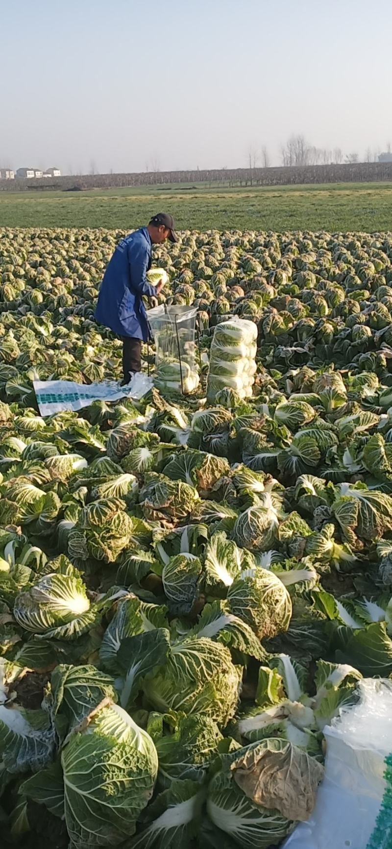 精品黄心大白菜，4斤到6斤，保证质量，需要的客户请联系