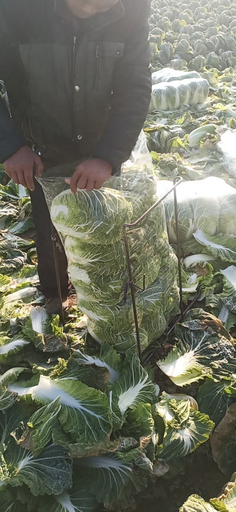 精品黄心大白菜，4斤到6斤，保证质量，需要的客户请联系