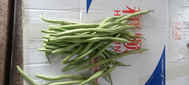 甘肃武山无筋架豆王大量上市中，质量优，价格合适，产地直发
