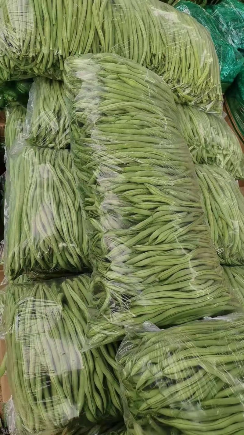 甘肃武山无筋架豆王大量上市中，质量优，价格合适，产地直发