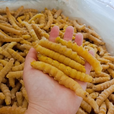 豆虫豆丹高蛋白大豆虫野生豆虫山货昆虫个大黄多营养丰富