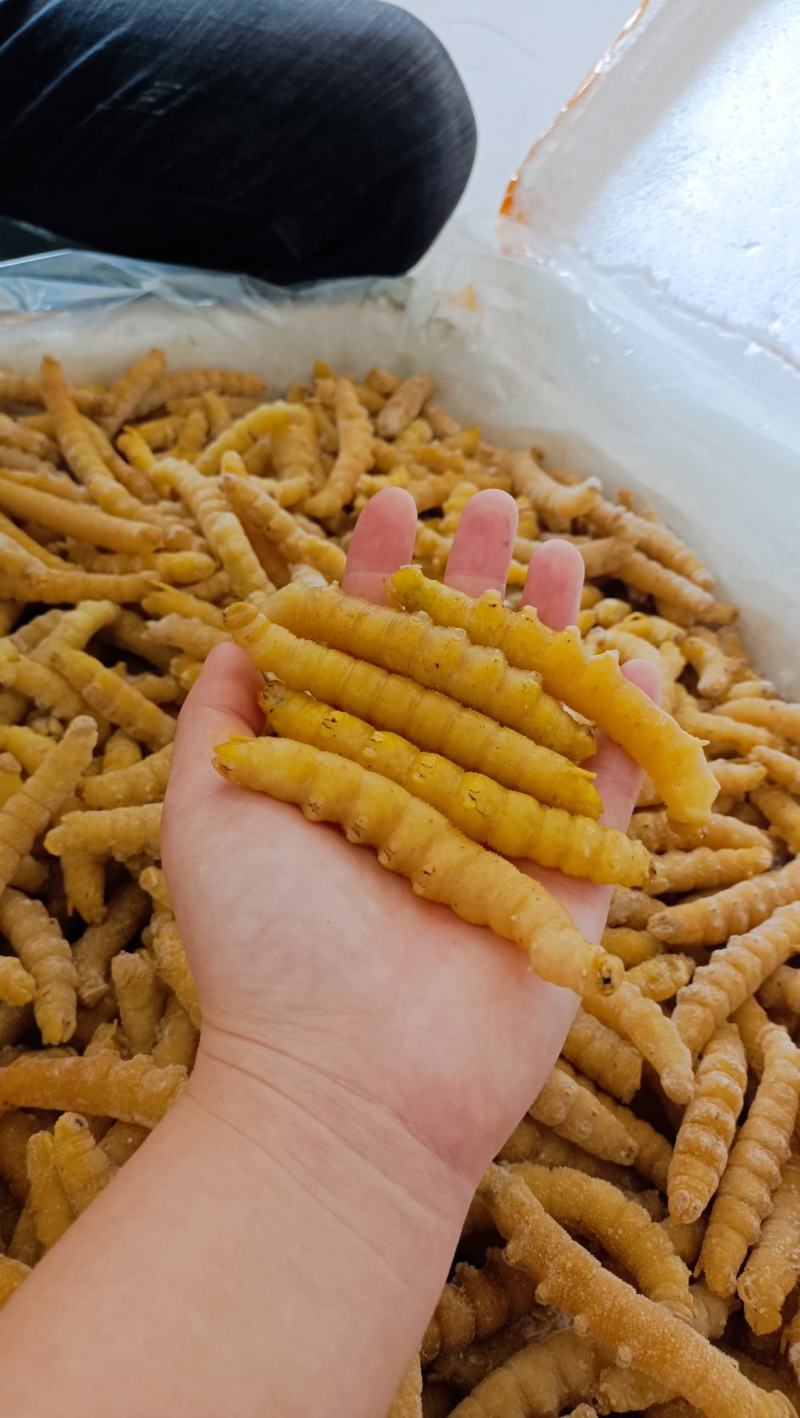 豆虫豆丹高蛋白大豆虫野生豆虫山货昆虫个大黄多营养丰富