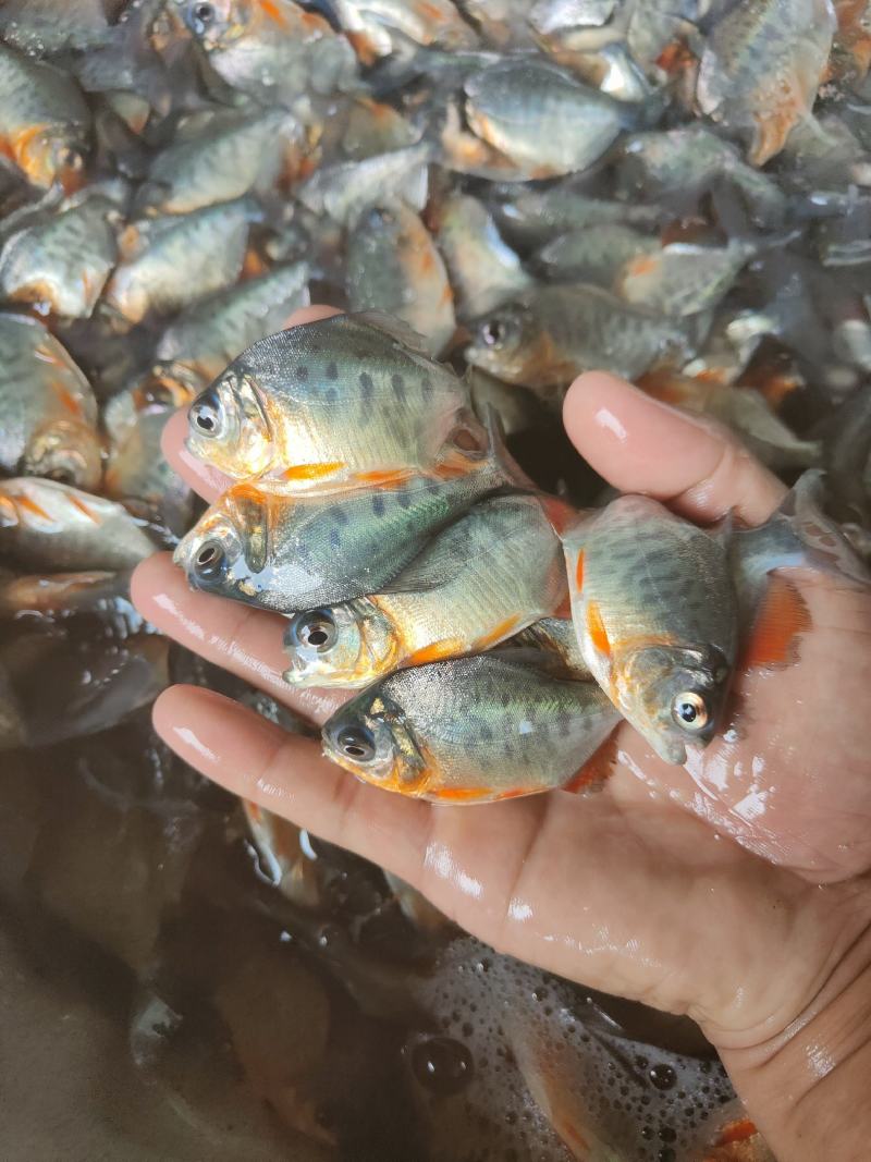 鲳鱼苗，供应各种大小规格鱼苗、欢迎了解订购、谢谢合作。