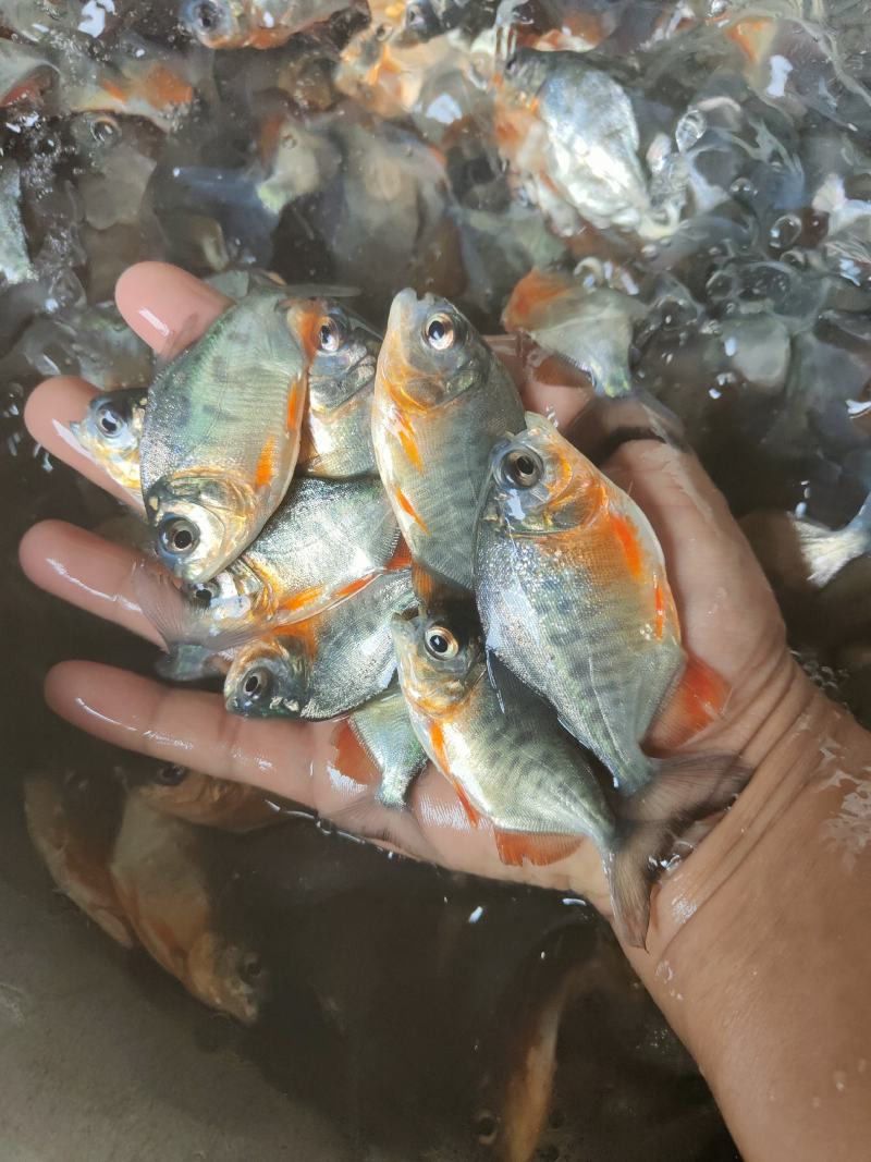 鲳鱼苗，供应各种大小规格鱼苗、欢迎了解订购、谢谢合作。