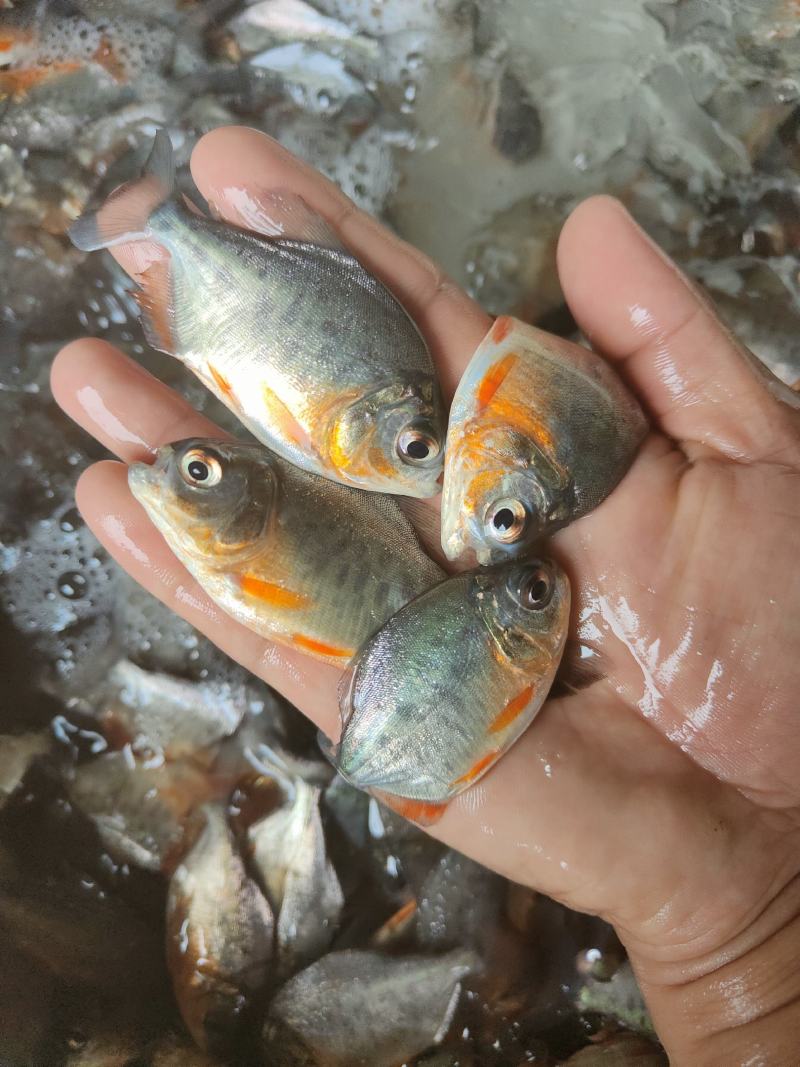鲳鱼苗，供应各种大小规格鱼苗、欢迎了解订购、谢谢合作。