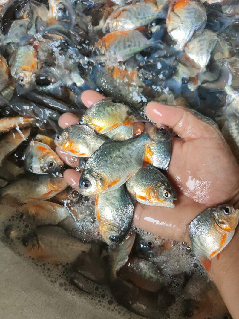 鲳鱼苗，供应各种大小规格鱼苗、欢迎了解订购、谢谢合作。