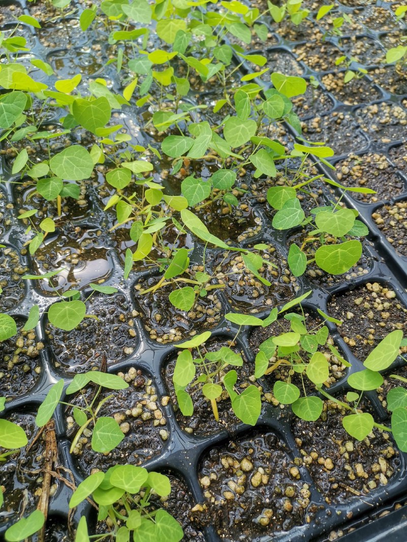 出售粉防已苗