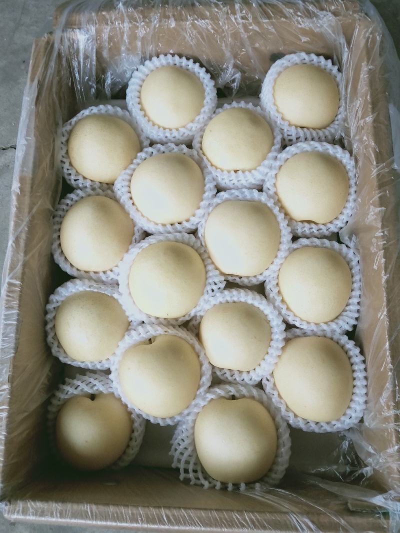 精品💛皇冠梨口感好质量优【赵县专业合作社】甜蜜上市中