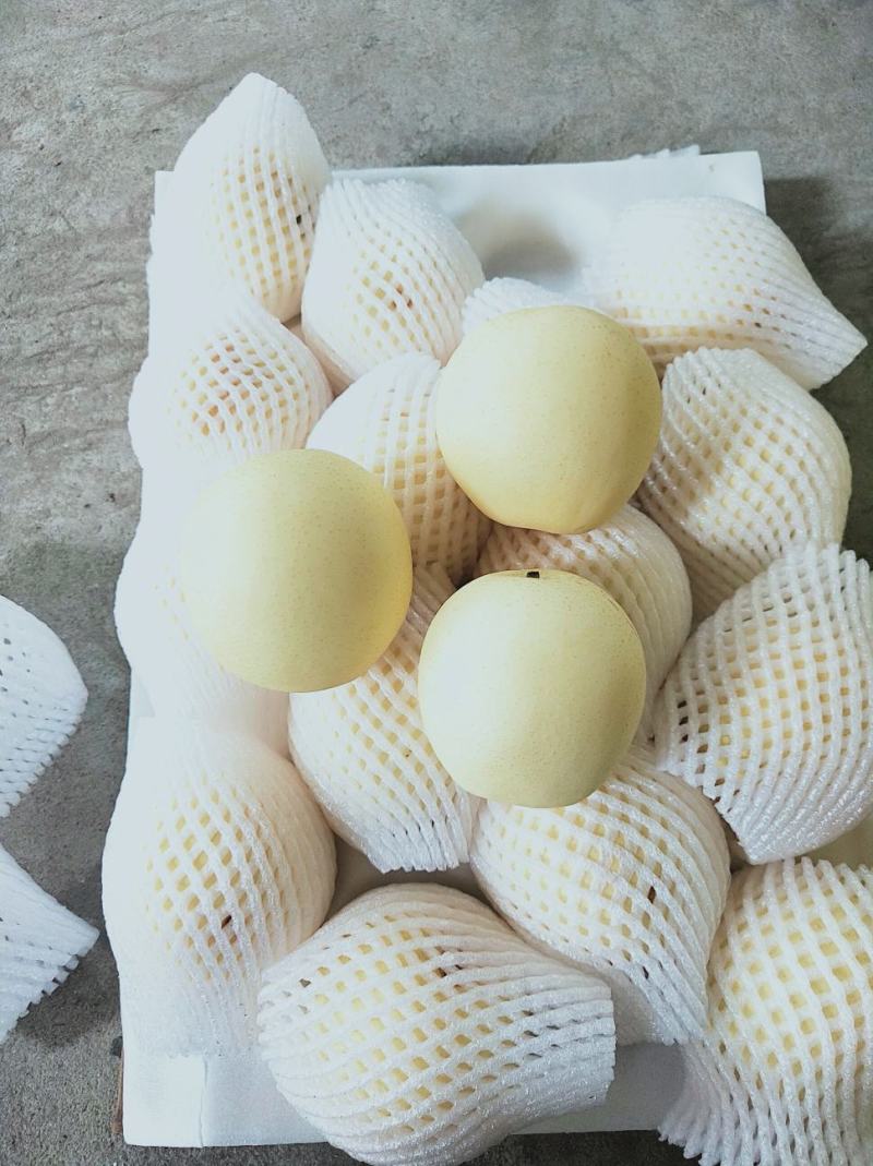 精品💛皇冠梨口感好质量优【赵县专业合作社】甜蜜上市中