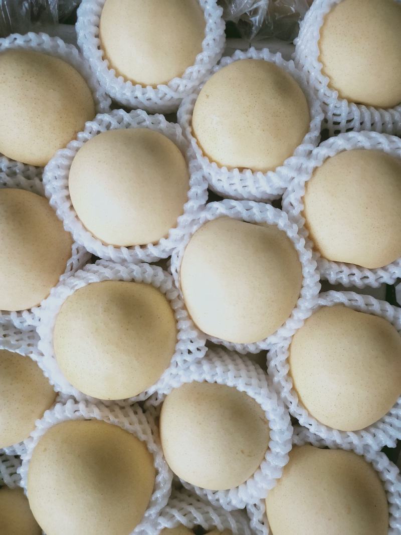 精品💛皇冠梨口感好质量优【赵县专业合作社】甜蜜上市中