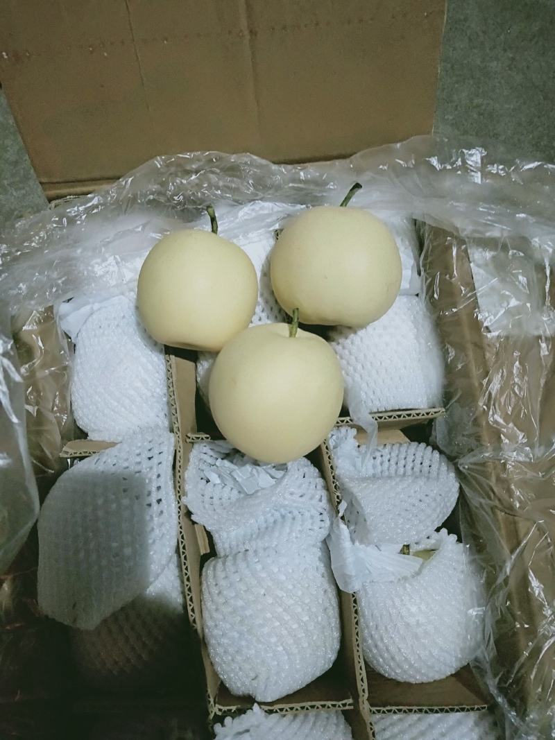 精品💛皇冠梨口感好质量优【赵县专业合作社】甜蜜上市中