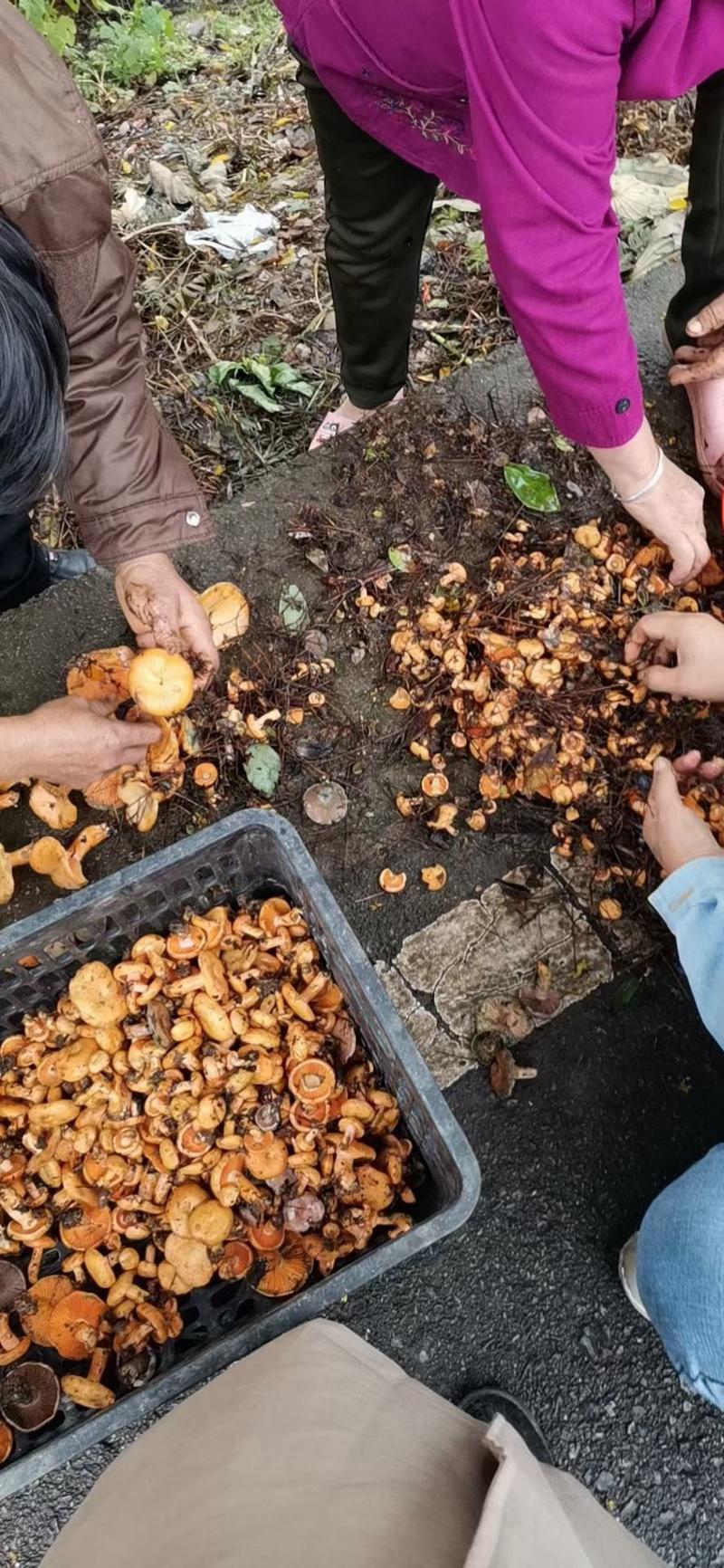 广西松树菌枞树菌深山老林里的好菌，保质保量