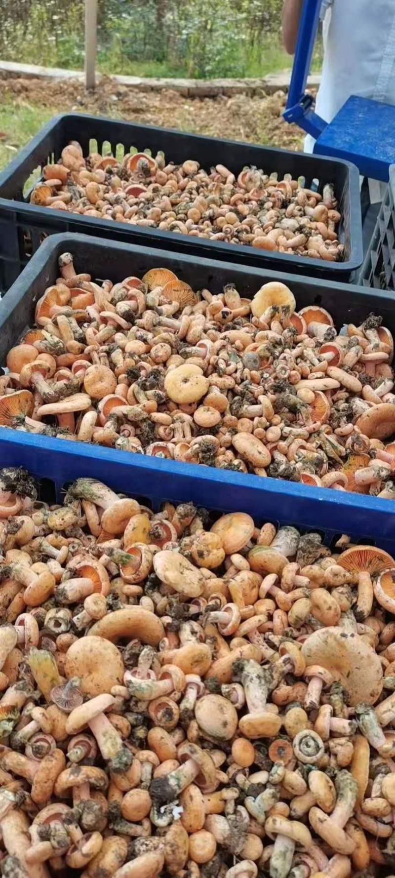 广西松树菌枞树菌深山老林里的好菌，保质保量