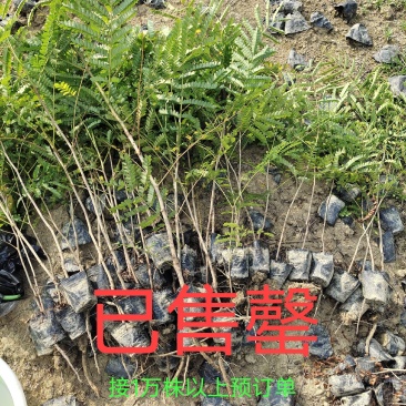 中药材